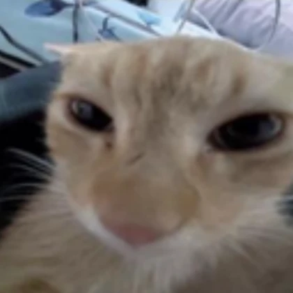 orange reaction cat
