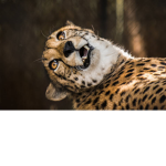 {|…|}Cheetah clan {|…|}