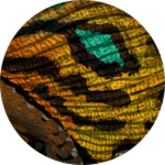 PRISMATIC Jucunda Sinopterus Unlocked!
