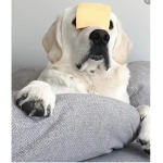 Cheese doggy