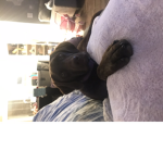My pet pepper