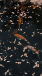 Koi Fish:3