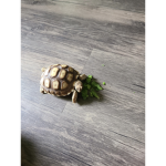turtle troop!!!!