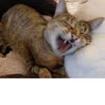 Da cat hangout