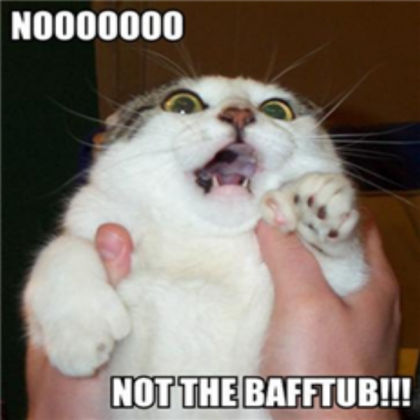 cat with funny face Roblox decal
