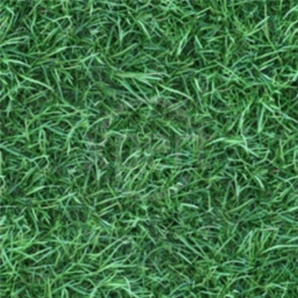 Grass Texture Roblox decal