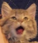 Thé Wørm Dén