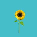sunflower.
