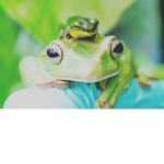 Frog fan club made by mee