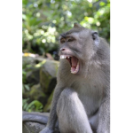 monkey room