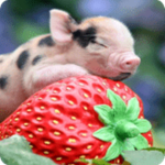 Pink fluffy pig fam!