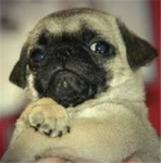 epic pug lovers