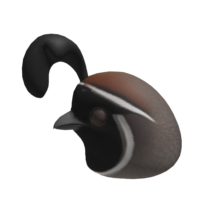 California Quail head
