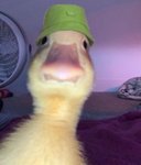The Duck"s