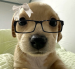 puppies ୨ৎ