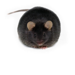 The FAT RAAAAT