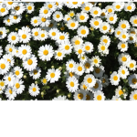 Daisy dog in the flower