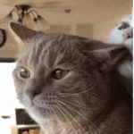 puu