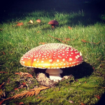 cutie pie mushroom :)