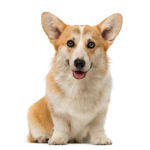 corgi community