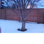 The tree troop