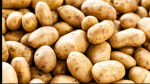 POTATOS ASSSEMBLE
