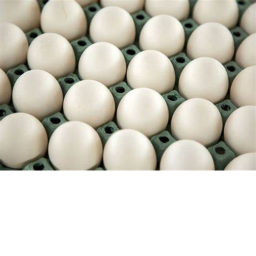 The Last Egg Adventure