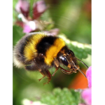 Bumblebee group Buzz.......