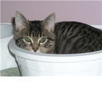 CAKL(Cats And Kitten Lovers)