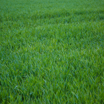 touch grass 