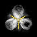 Mariposa LiIy Organization