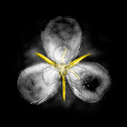 Mariposa LiIy Organization Roblox group icon