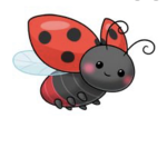 Ladybug life