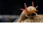 Cute and adorable Axolotls