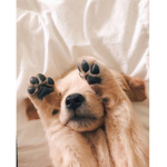 Maria‘s puppy academia