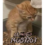 błindęd