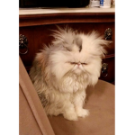 Crinkle Cats United
