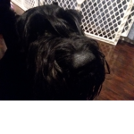 Cute Giant Schnauzer