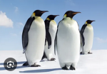 The penguins GC