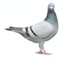 The Pidgeon Coop