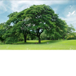 Save The Earth People of Roblox.