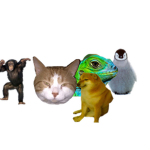 Animal Drip