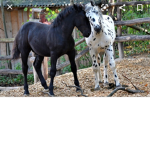 Pferd