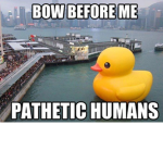 Bean Duck Society