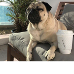 Pug vibez