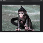 Monkey squadron