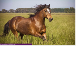 Coco ###### Stables!