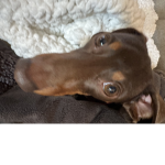 Dogs are coolll