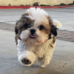 Chiefs Shih Tzu Army