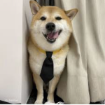 Dogeplay